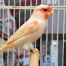 male canary