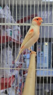 male canary - Photo 2