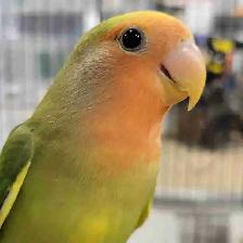 baby love bird