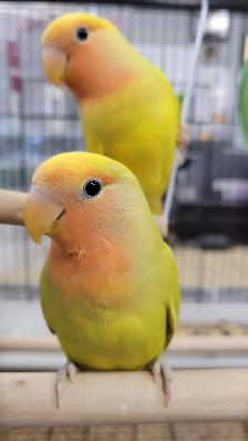 baby love bird - Photo 2