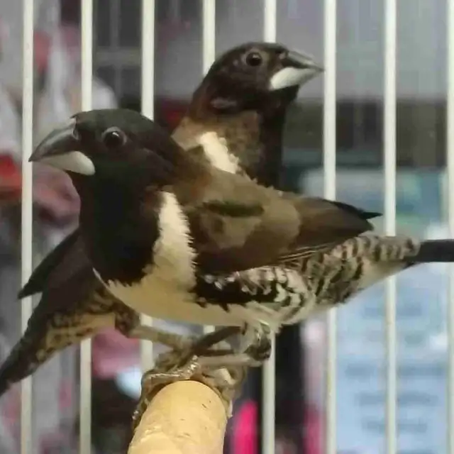 bronze wings mannequin finches