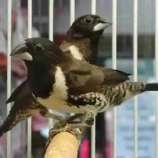 bronze wings mannequin finches