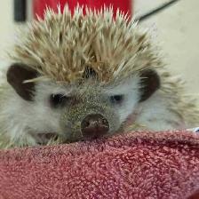 baby hedgehogs