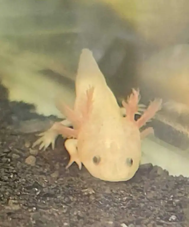 baby axolotls