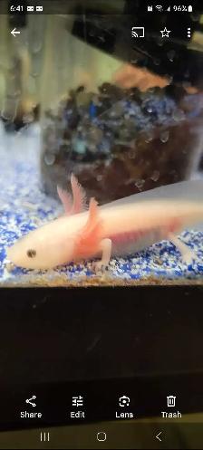baby axolotls - Photo 2
