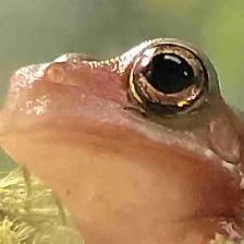 baby green tree frogs