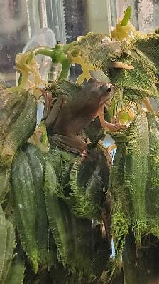 baby green tree frogs - Photo 2
