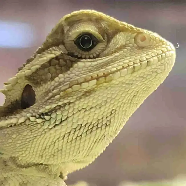baby bearded dragon