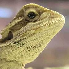 baby bearded dragon
