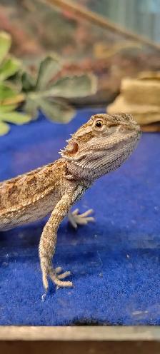 baby bearded dragon - Photo 2