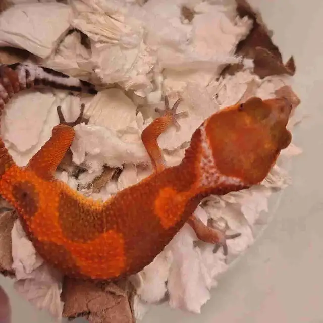 beautiful leopard gecko morphs
