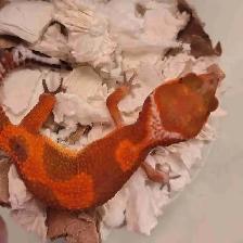 beautiful leopard gecko morphs