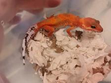 beautiful leopard gecko morphs - Photo 2