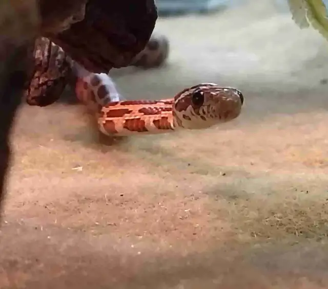 baby corn snake