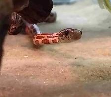baby corn snake