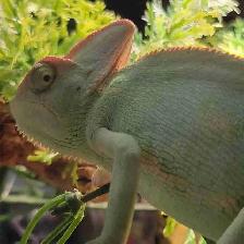 female veiled chameleon