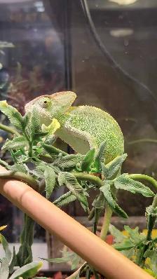 female veiled chameleon - Photo 2