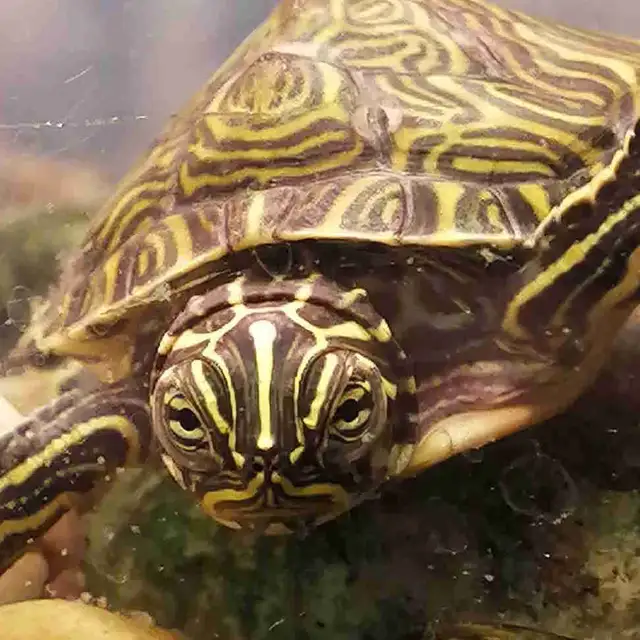 baby yellow belly cooter turtles