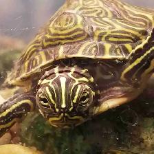 baby yellow belly cooter turtles