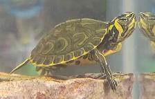 baby yellow belly cooter turtles - Photo 2