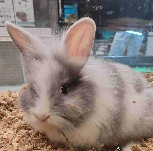 baby lionhead rabbit