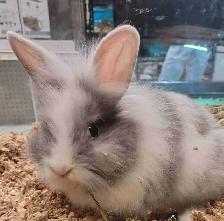 baby lionhead rabbit
