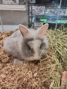 baby lionhead rabbit - Photo 2