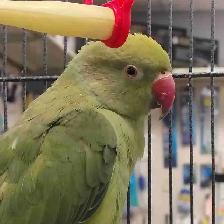 baby Indian ringneck parakeet