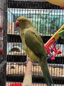 baby Indian ringneck parakeet - Photo 2