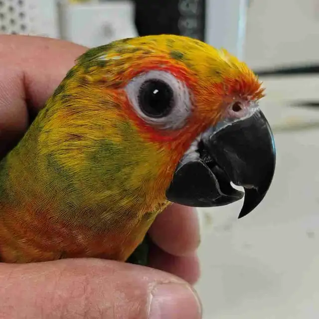 baby Jenday conure