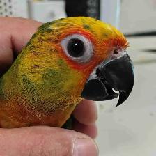 baby Jenday conure