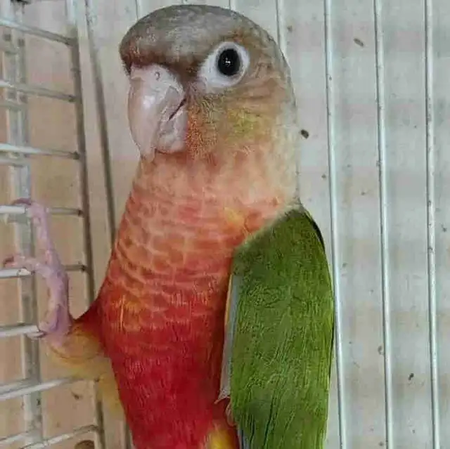 baby red Factor pineapple conure