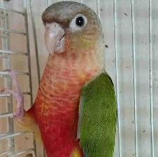 baby red Factor pineapple conure