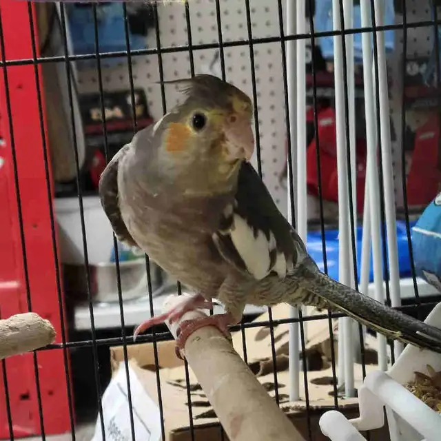baby cockatiels