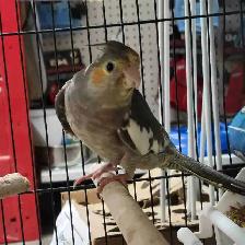 baby cockatiels