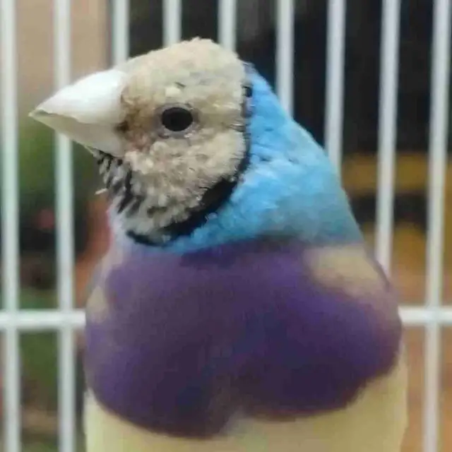 blue / turquoise gouldian finches