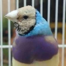 blue / turquoise gouldian finches