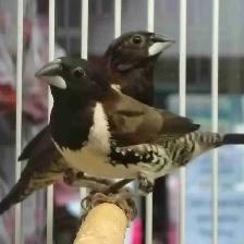 bronze mannequin finches