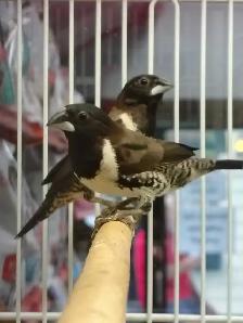 bronze mannequin finches - Photo 2