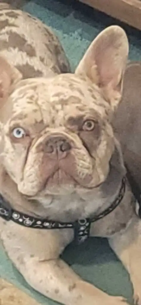 HANDSOME FRENCHIE
