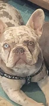 HANDSOME FRENCHIE