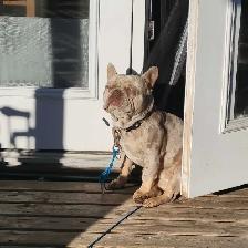 HANDSOME FRENCHIE - Photo 2