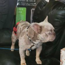 HANDSOME FRENCHIE - Photo 3