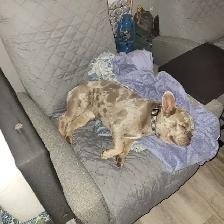 HANDSOME FRENCHIE - Photo 4