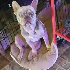HANDSOME FRENCHIE - Photo 5