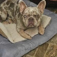 HANDSOME FRENCHIE - Photo 6