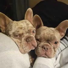 HANDSOME FRENCHIE - Photo 7