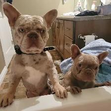 HANDSOME FRENCHIE - Photo 8