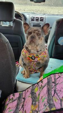 HANDSOME FRENCHIE - Photo 9