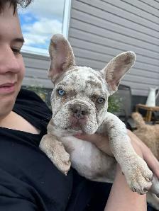 HANDSOME FRENCHIE - Photo 10